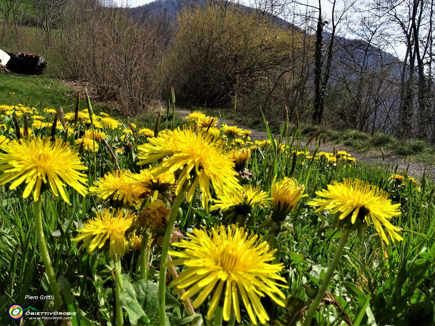 15 Taraxacum officinale (Tarassaco comune).JPG